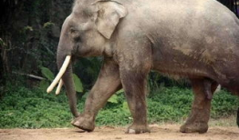 大象交配视频,揭秘自然界的浪漫交配奇观